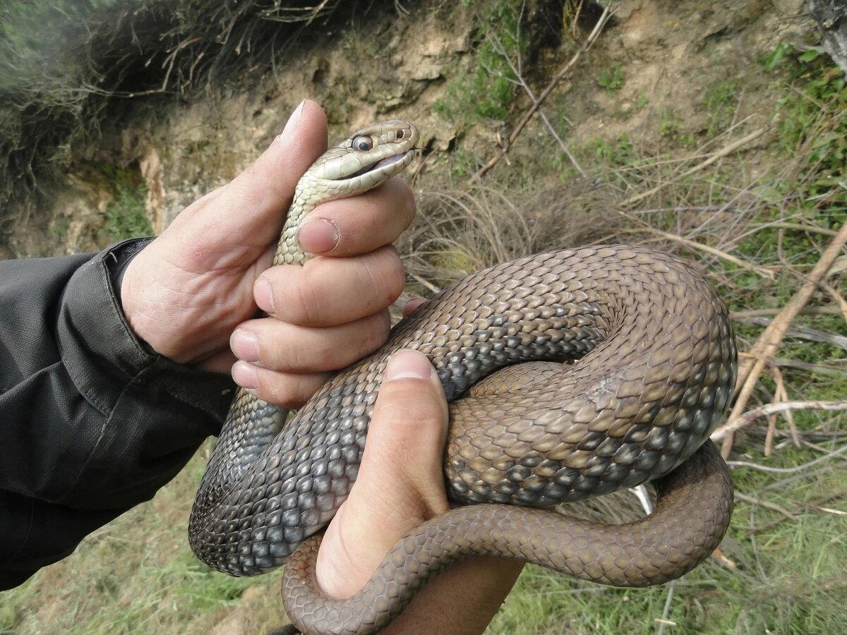 Ящеричная змея (Malpolon monspessulanus)