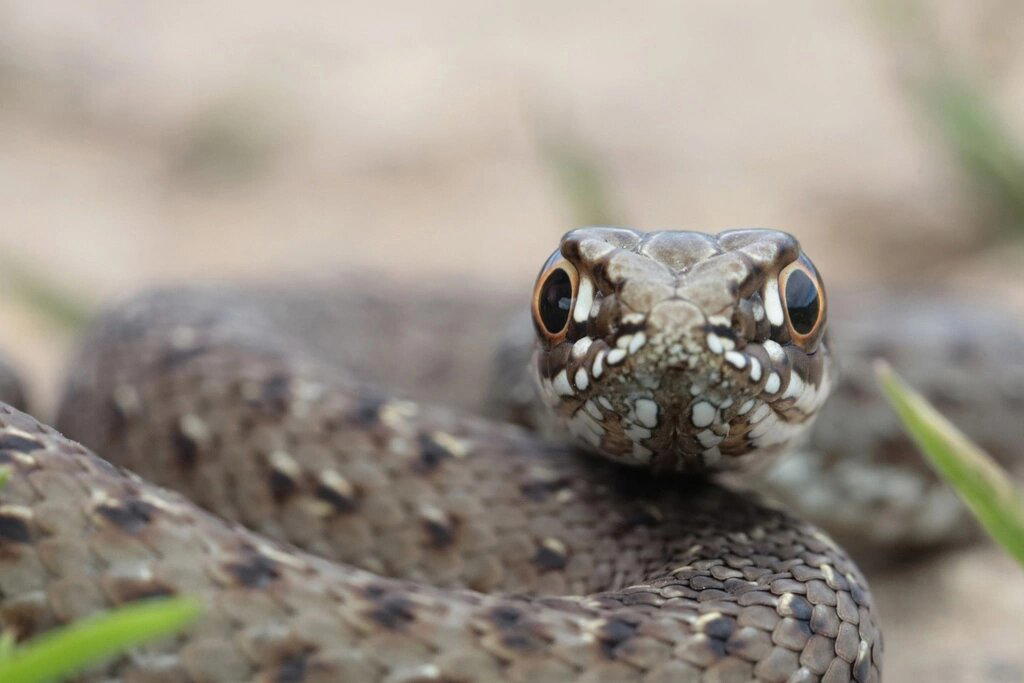 Ящеричная змея (Malpolon monspessulanus)