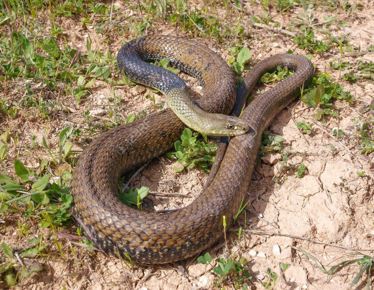 Ящеричная змея (Malpolon monspessulanus)