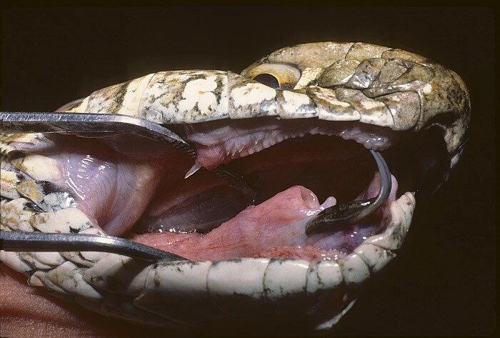 Ящеричная змея (Malpolon monspessulanus)