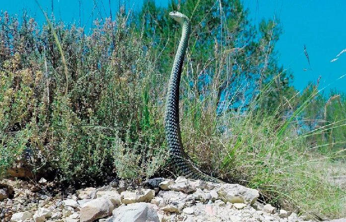 Ящеричная змея (Malpolon monspessulanus)