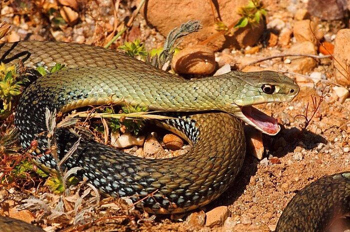 Ящеричная змея (Malpolon monspessulanus)