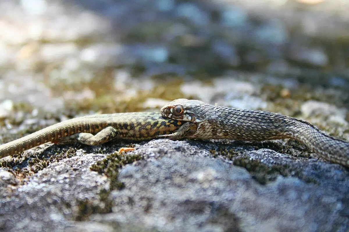 Ящеричная змея (Malpolon monspessulanus)