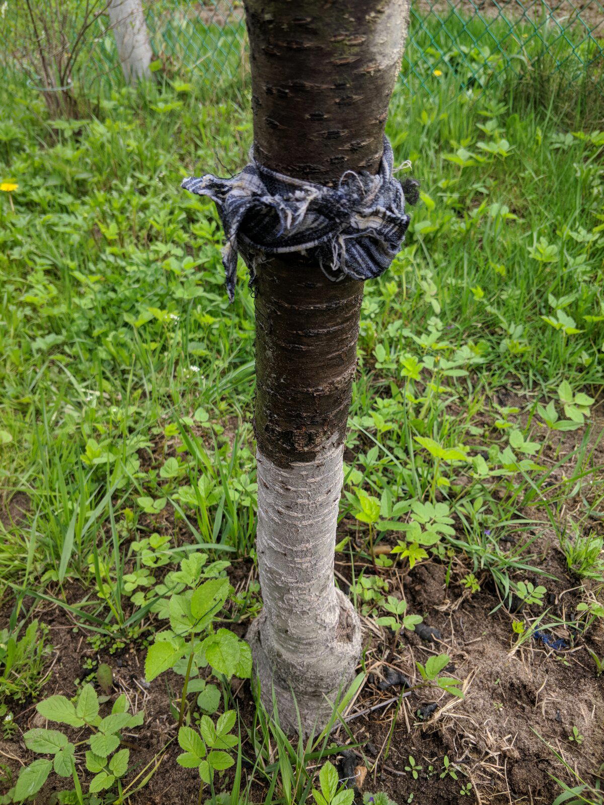 Лучшее средство от ТЛИ