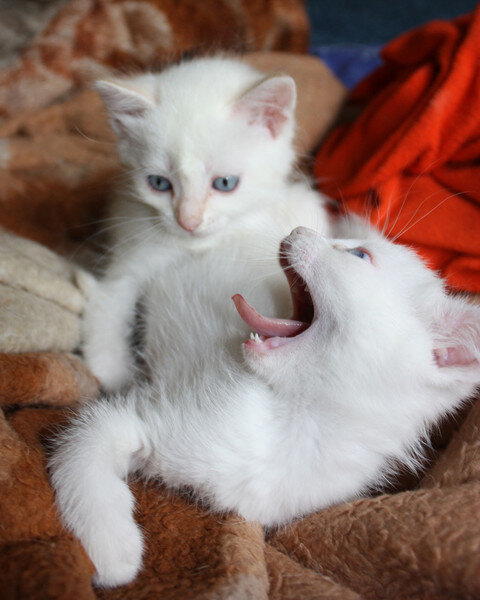Немного ЯжМать! (Кошачья)