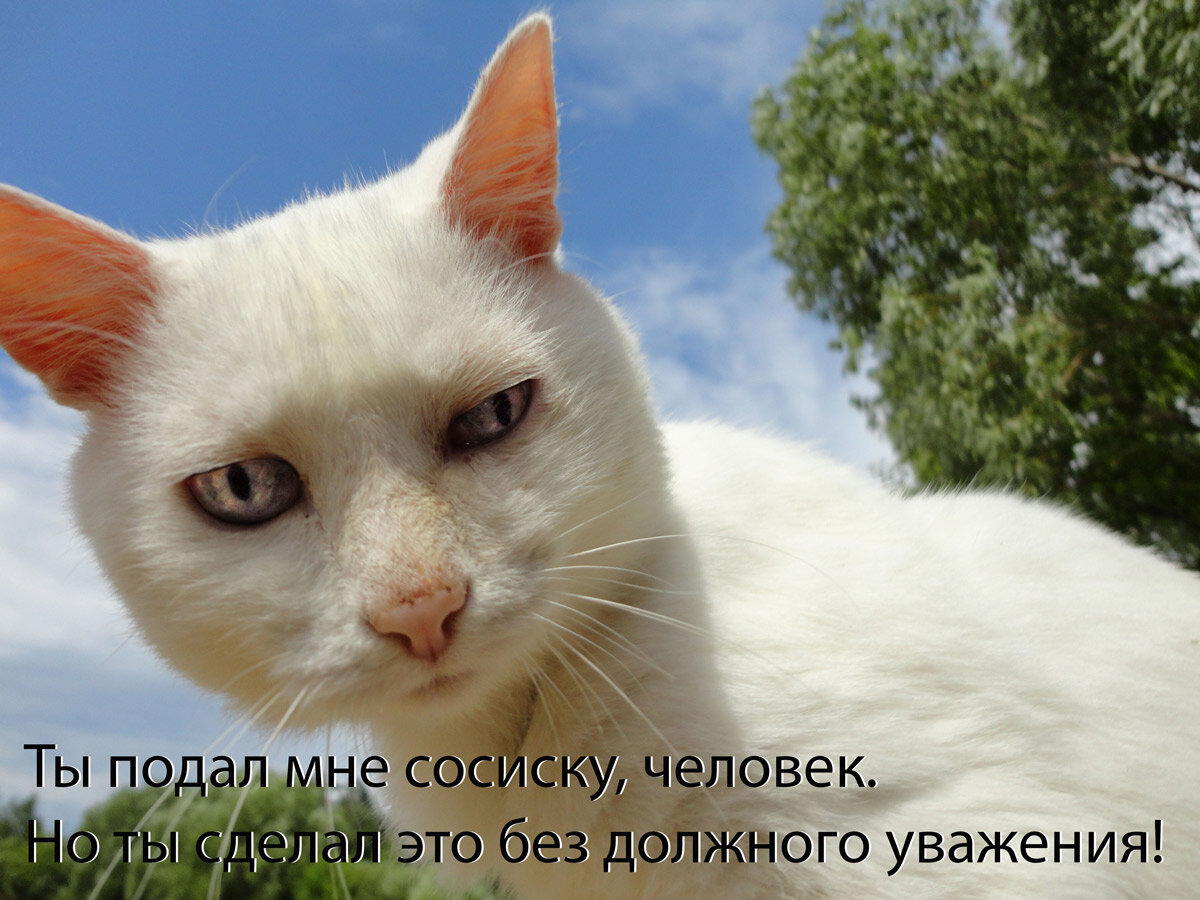 Кот. Просто Кот. Имя такое. Поскольку глухой от рождения. Прожил счастливую (надеюсь) полную приключений (помотались автостопом от Кургана до Анапы и не раз) жисть. Окончил свой путь на 23-летии.