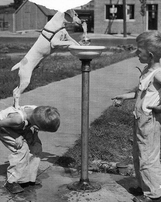 Мальчишка помогает псу напиться из фонтанчика, США, 1947 год.