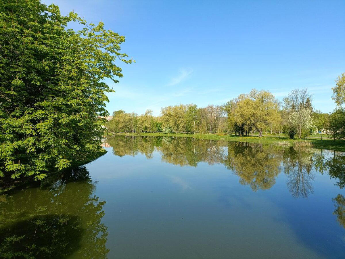 Вода, трава и голуби. Фото.