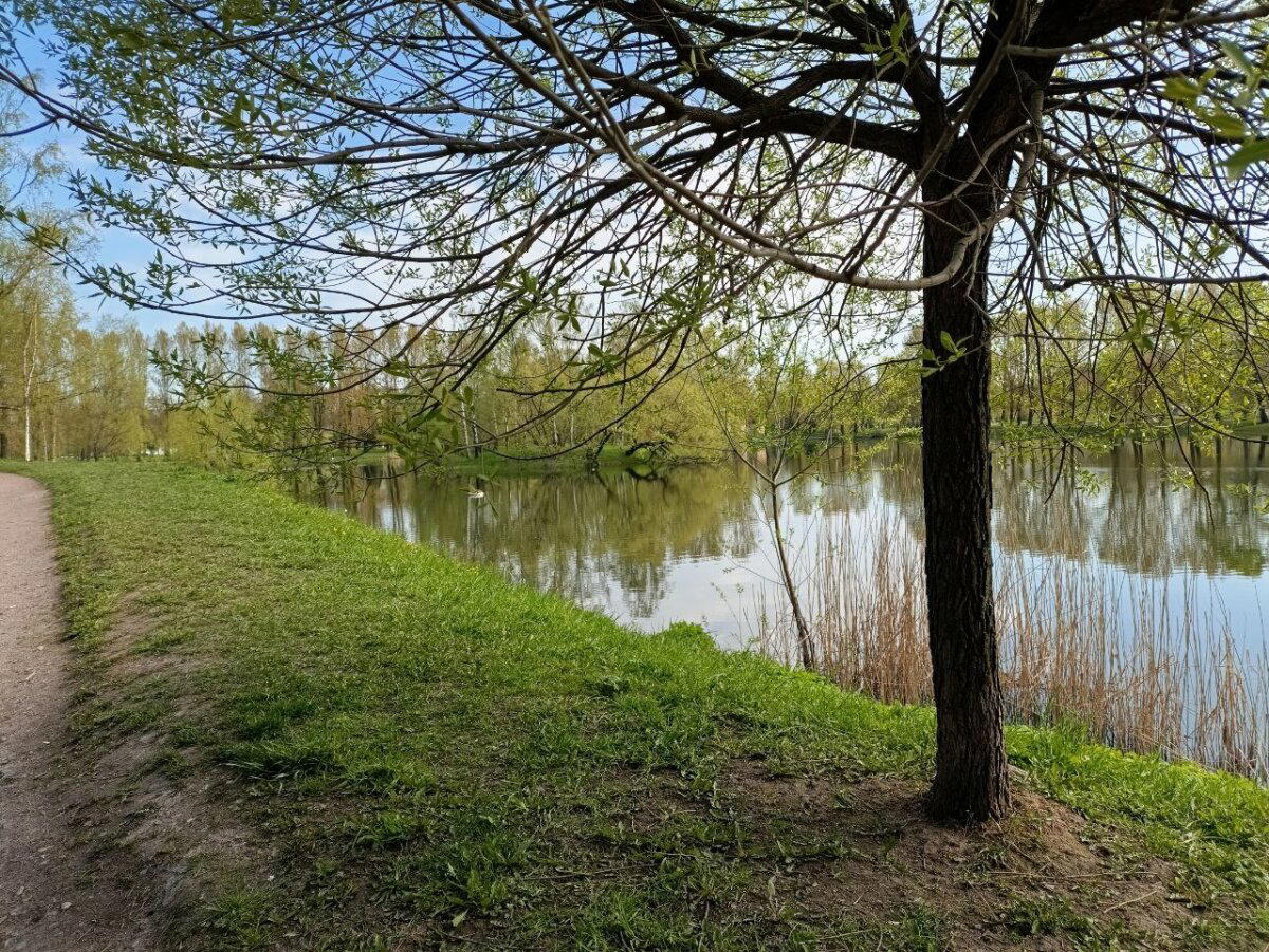 Вода, трава и голуби. Фото.