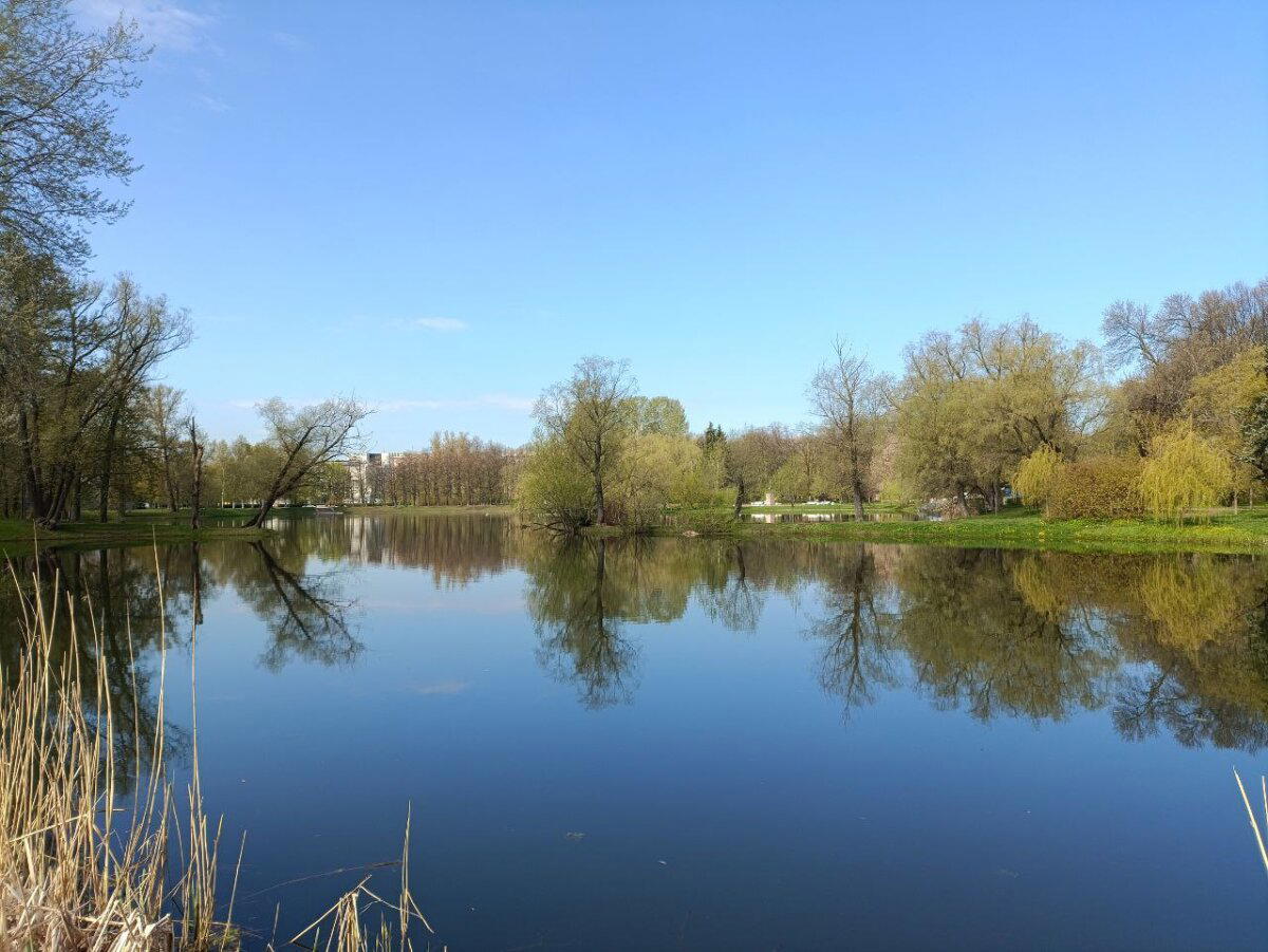 Вода, трава и голуби. Фото.