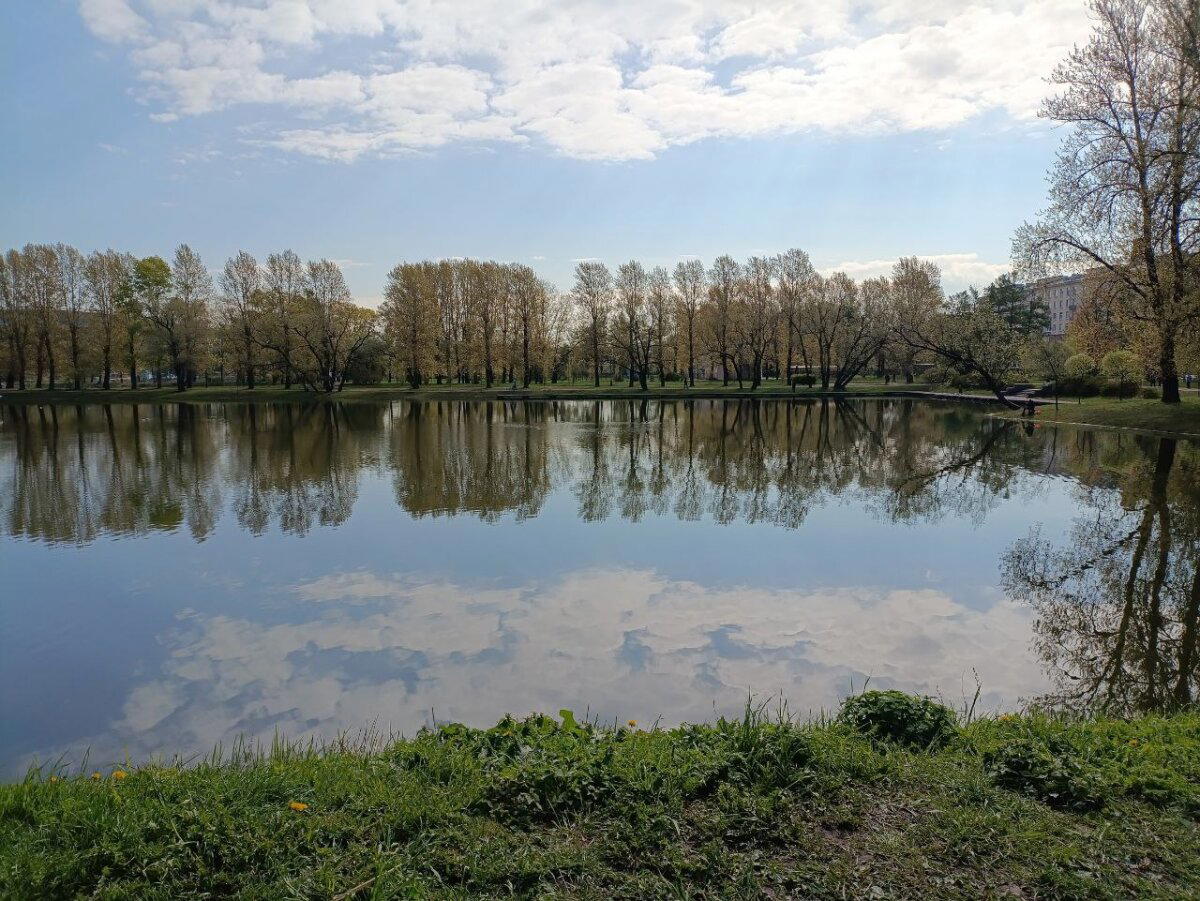Вода, трава и голуби. Фото.