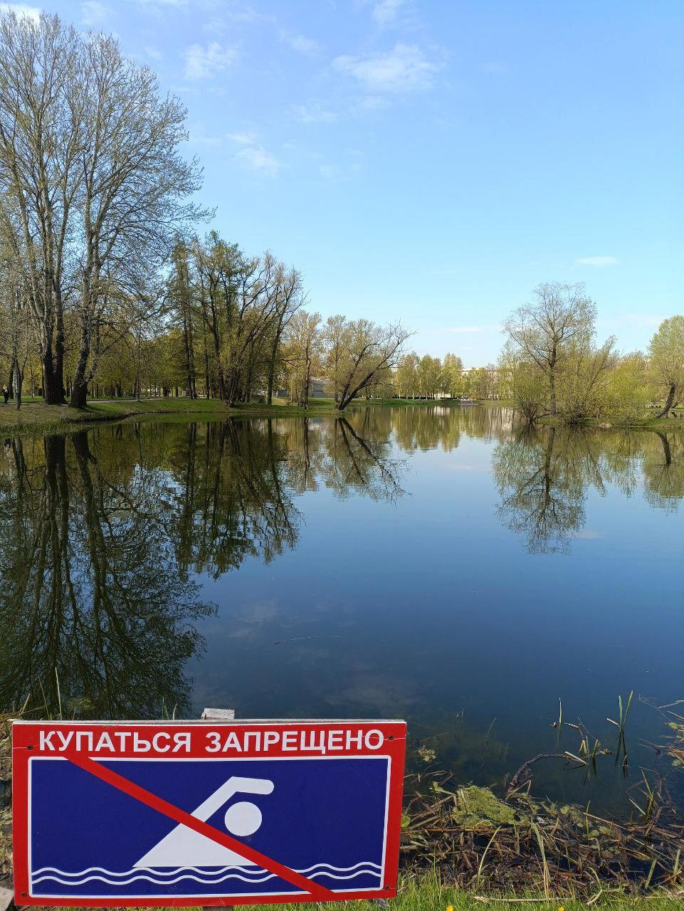 Вода, трава и голуби. Фото.