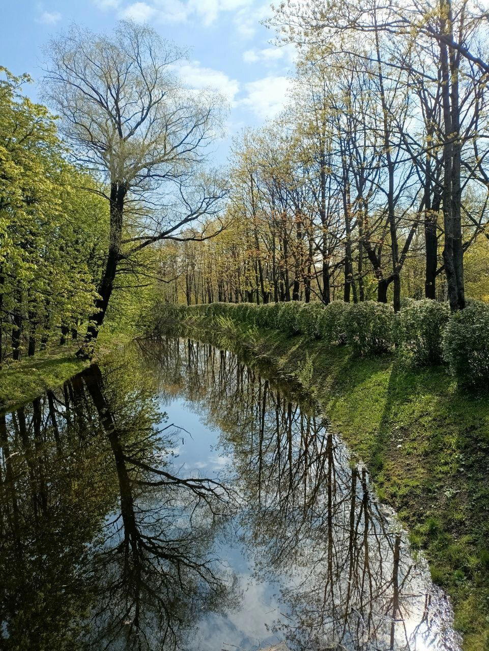 Вода, трава и голуби. Фото.