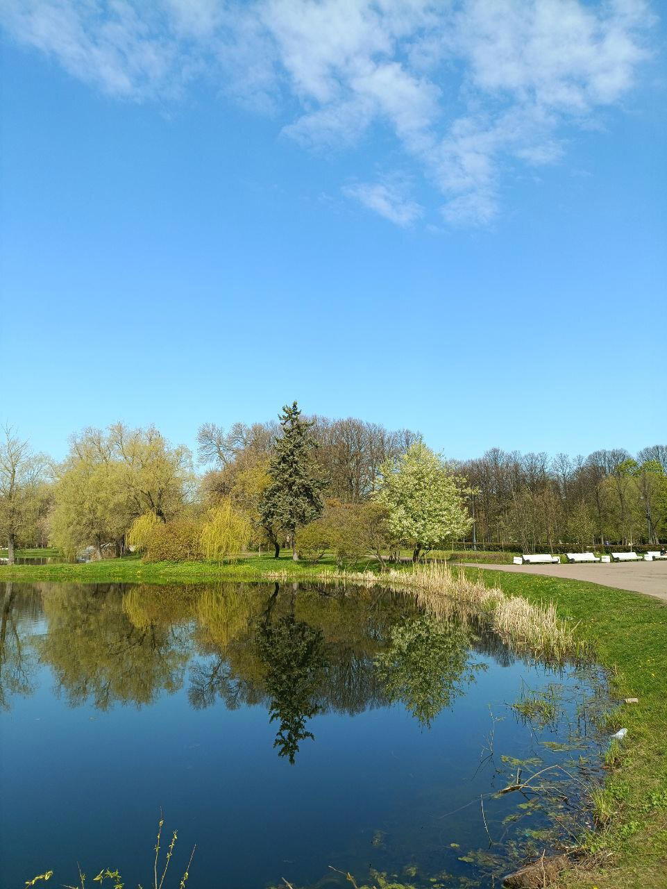 Вода, трава и голуби. Фото.