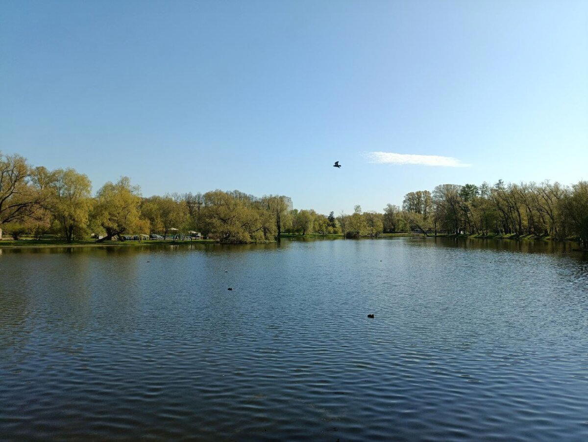 Вода, трава и голуби. Фото.
