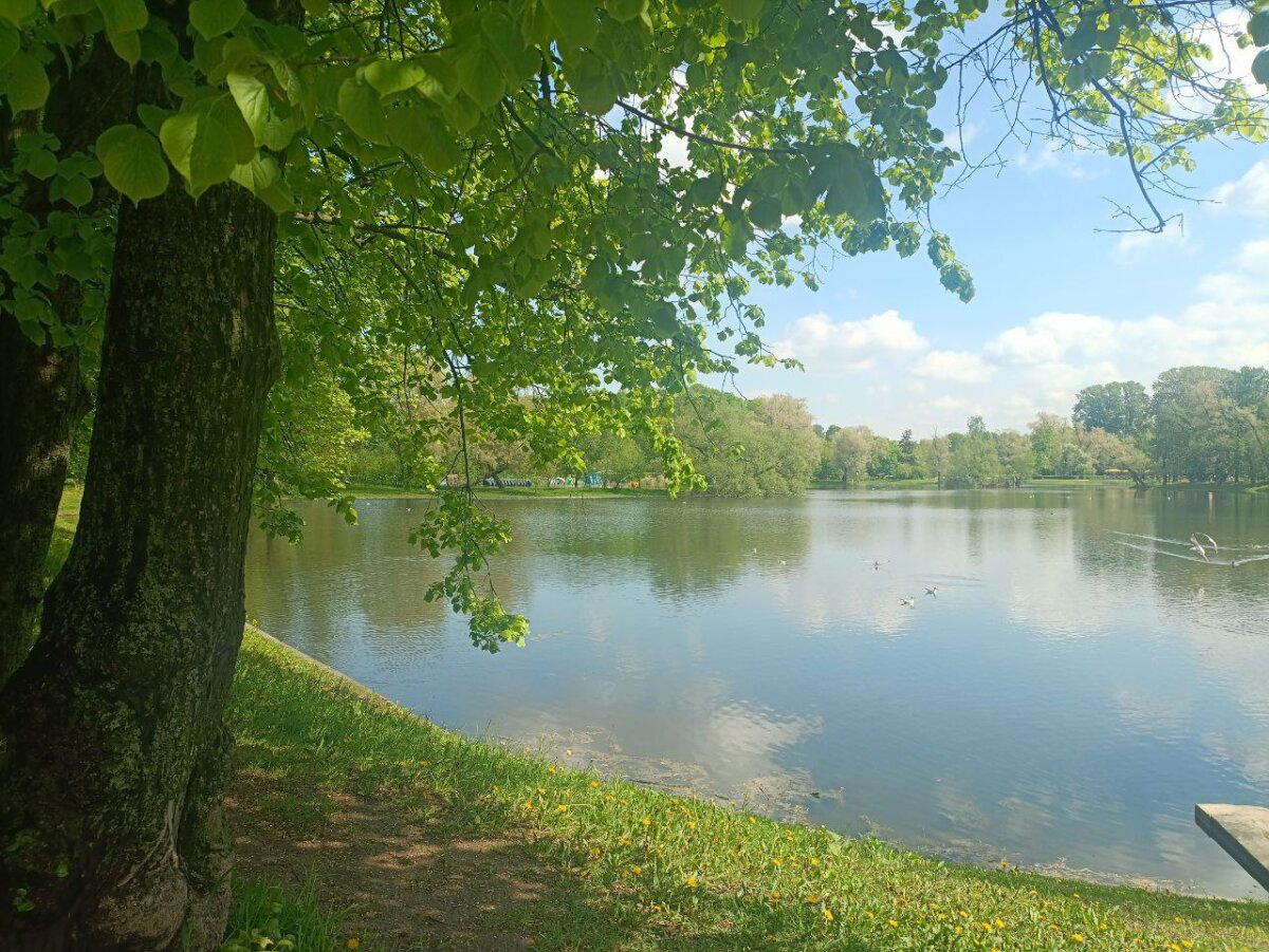Вода, трава и голуби. Фото.