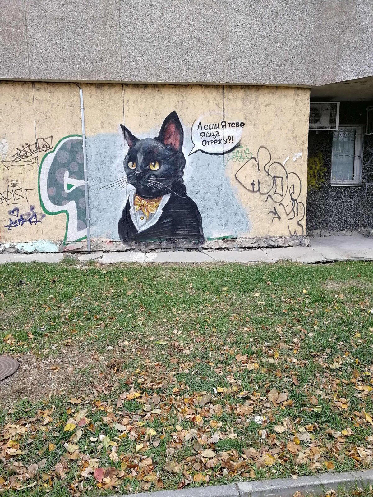 Котики рулят.