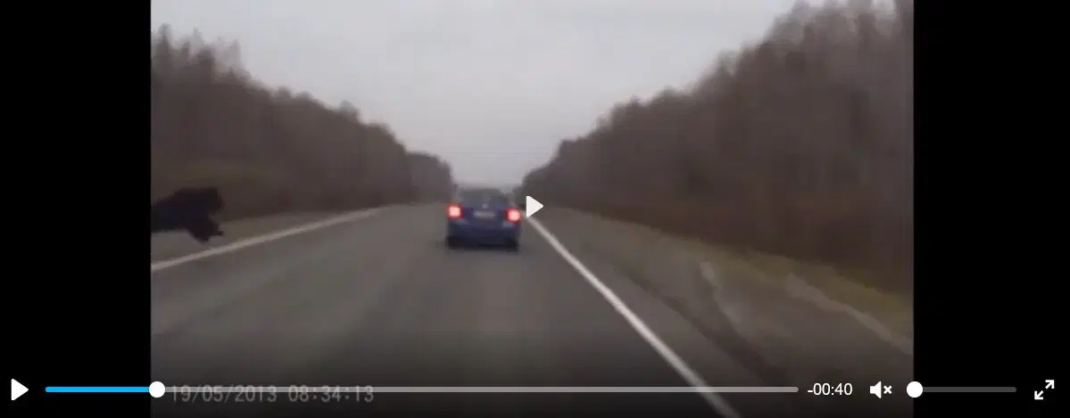 а говорят, что у нас медведи по улицам ходят. по улицам, скорее всего нет, но по дорогам, вполне