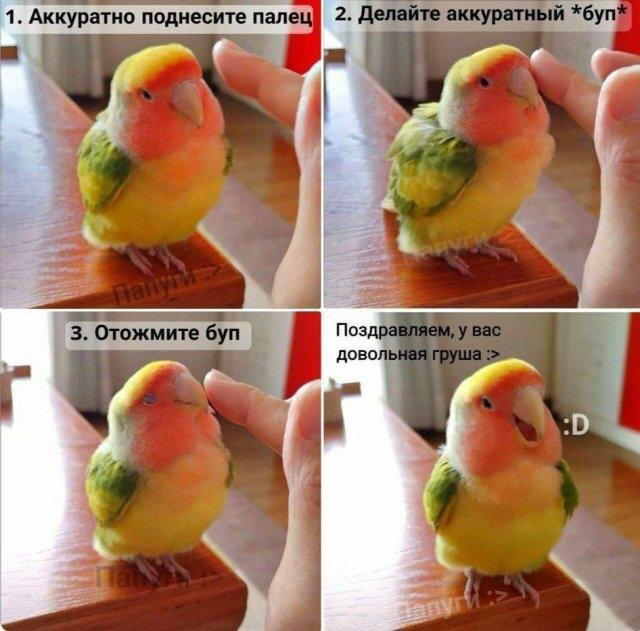 Баянко