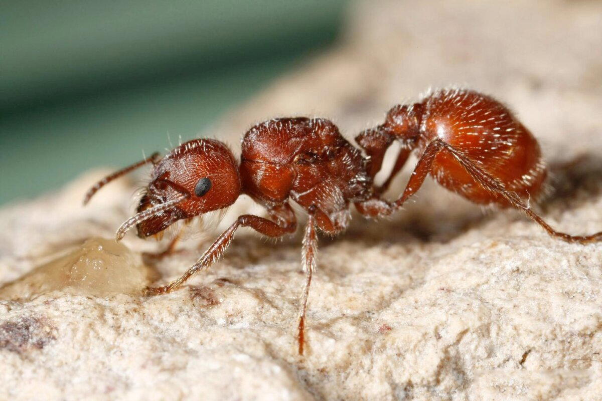 Красные муравьи-жнецы (Pogonomyrmex maricopa)