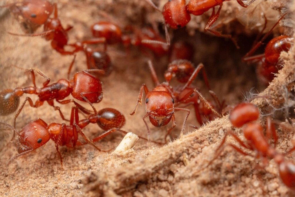 Красные муравьи-жнецы (Pogonomyrmex maricopa)