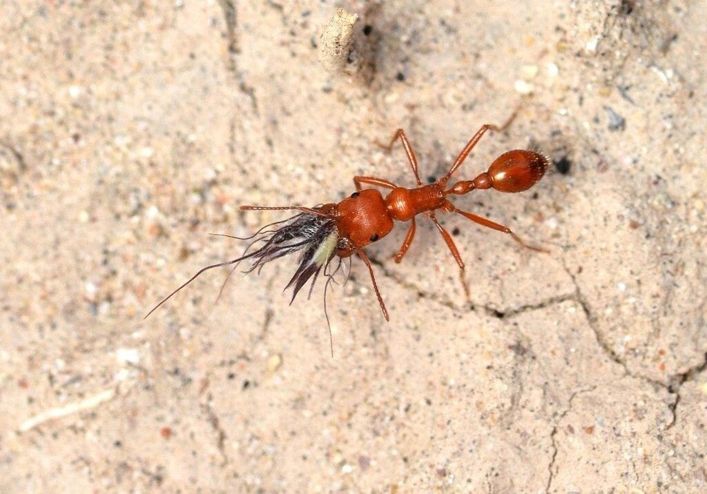 Красные муравьи-жнецы (Pogonomyrmex maricopa)