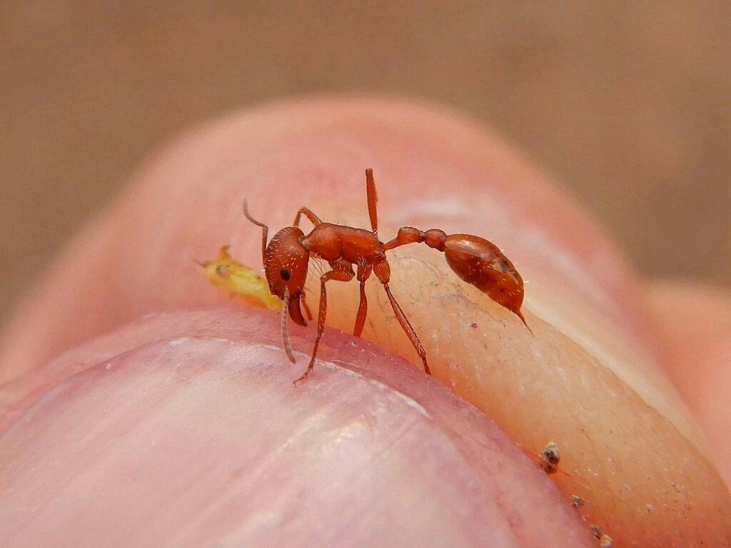 Красные муравьи-жнецы (Pogonomyrmex maricopa)