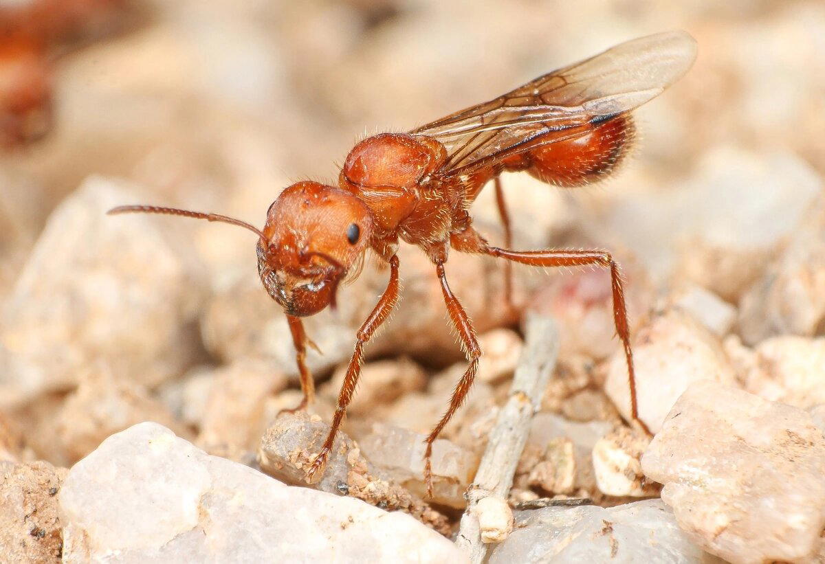 Красные муравьи-жнецы (Pogonomyrmex maricopa)