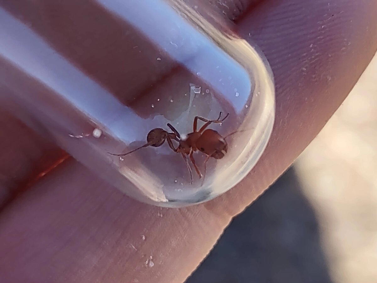 Красные муравьи-жнецы (Pogonomyrmex maricopa)