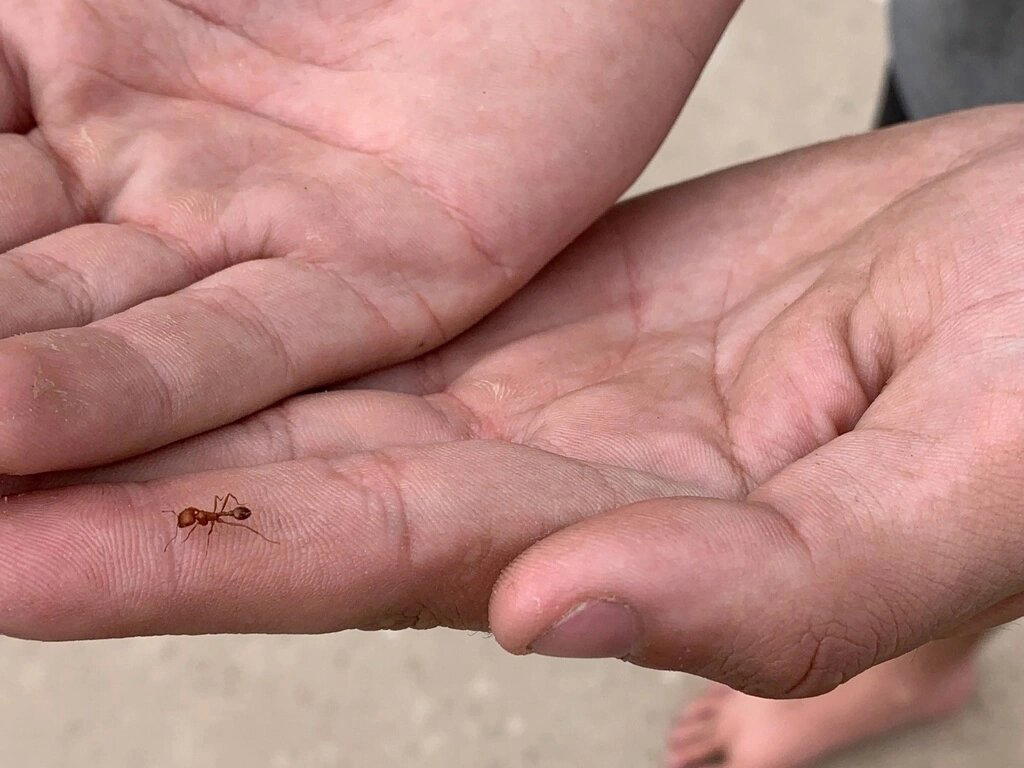 Красные муравьи-жнецы (Pogonomyrmex maricopa)