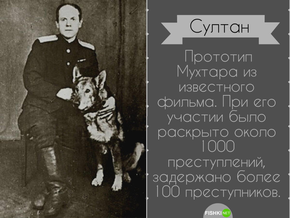 День кинолога
