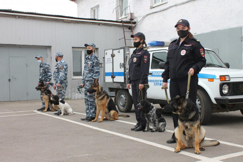 День кинолога