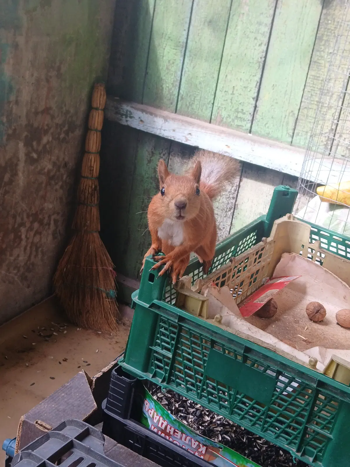 Здрасте