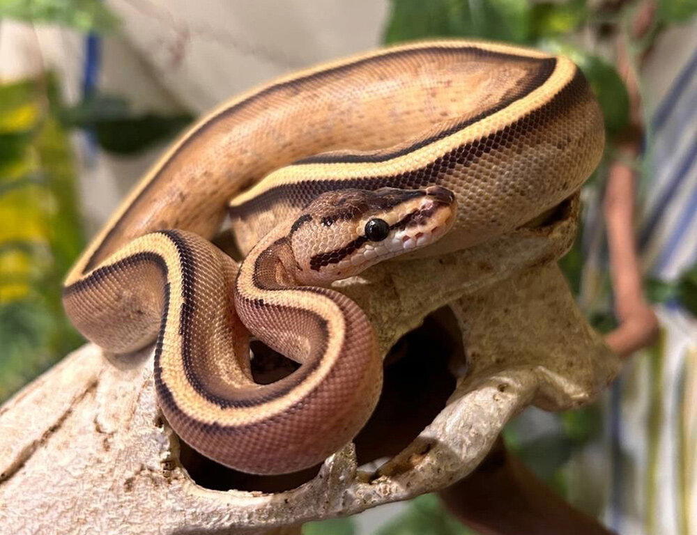 Королевский питон (Python regius)