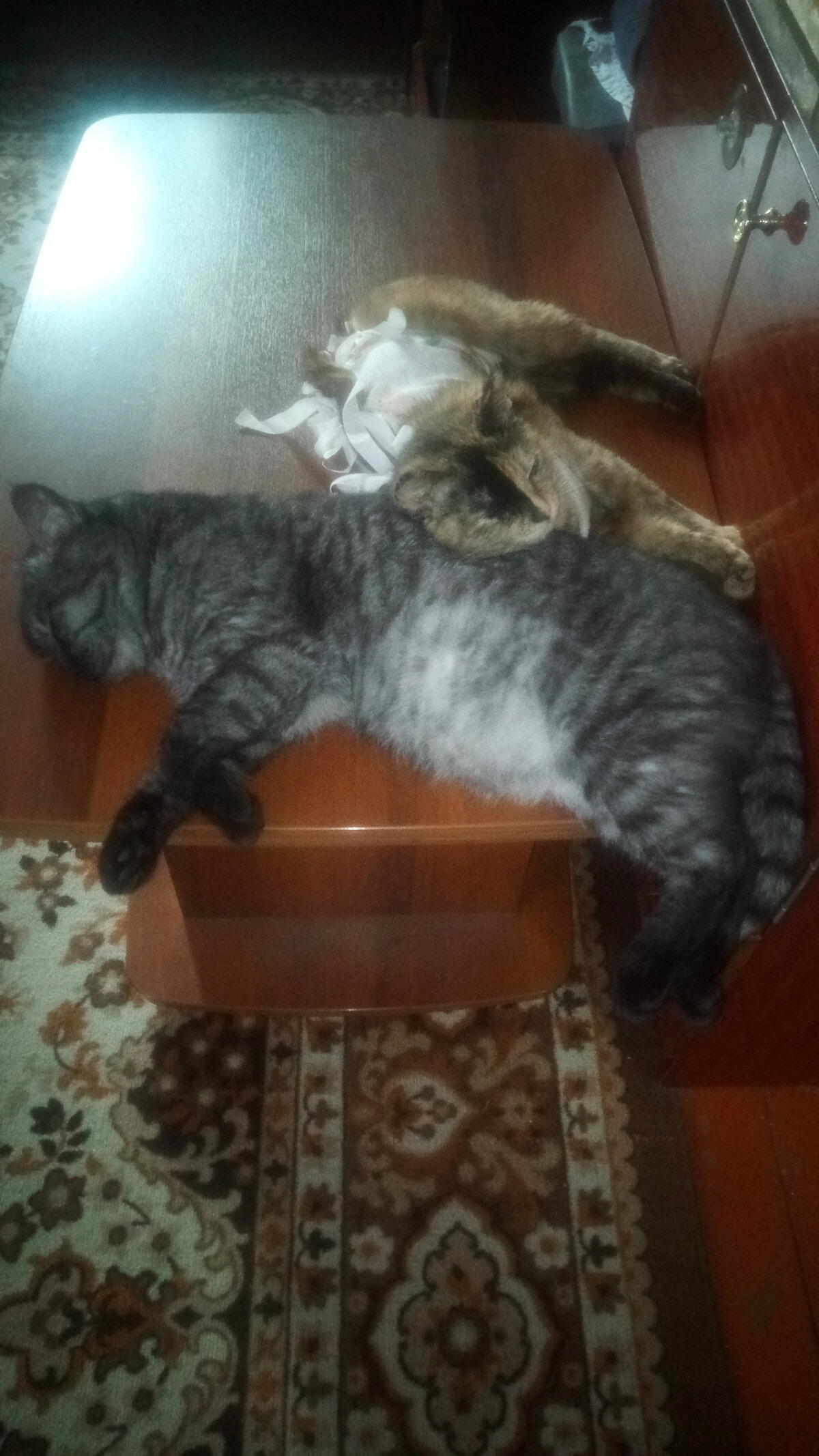 Чё надо? Мой кот - делаю с ним чё хочу!