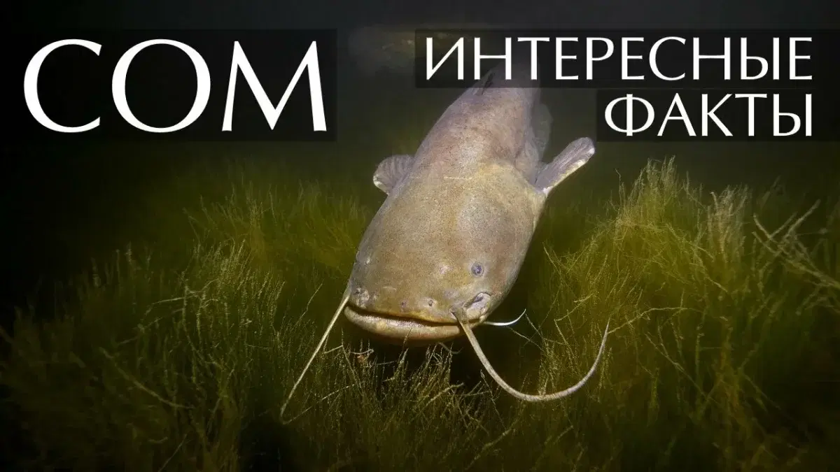 День сома