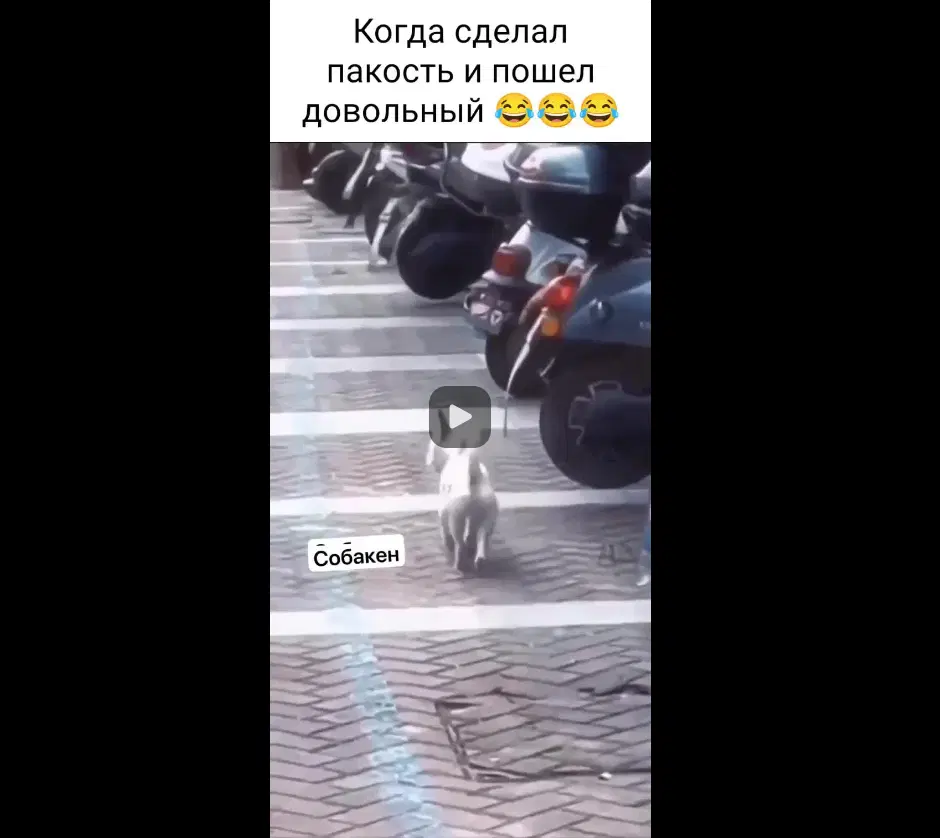 Ивент Вомбата. Слово недели - дядька.