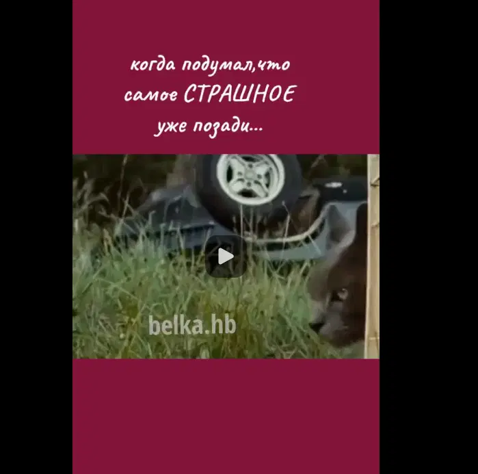 Ивент Вомбата. Слово недели - дядька.