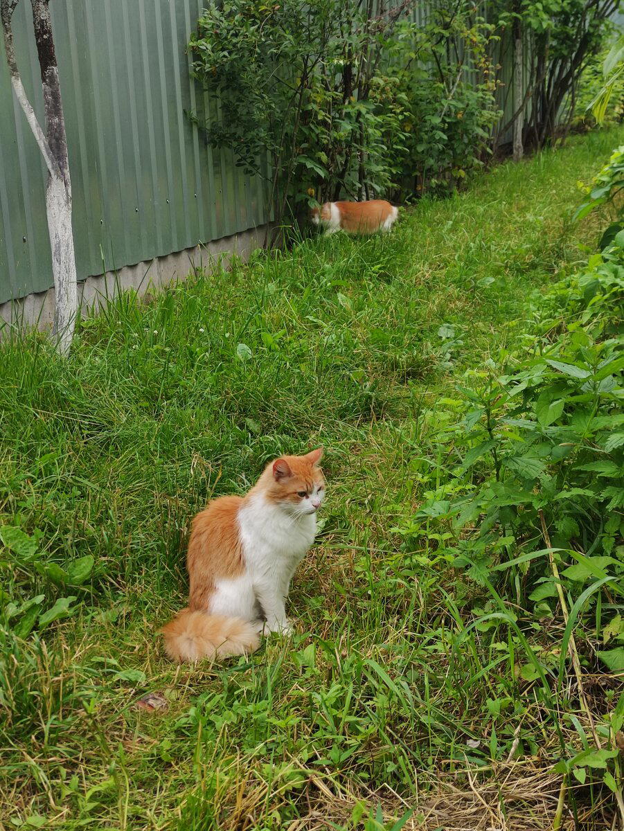 Кот двойник