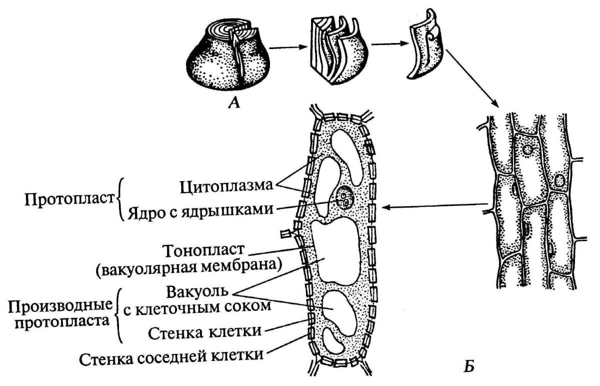 С просторов тырнета