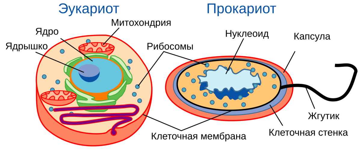Схематичное сравнение обоих типов клеток. Ссылку на вики, откуда спёрто изображение уже приводил в тексте.