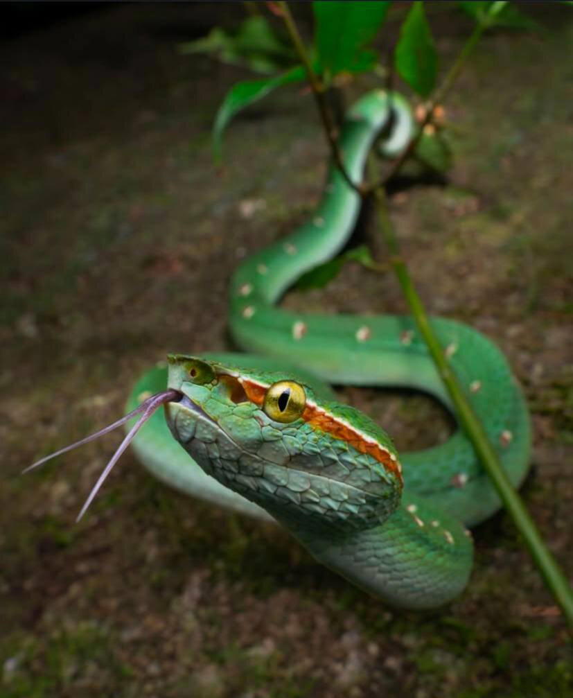 Tropidolaemus wagleri, также известная как храмовая куфия