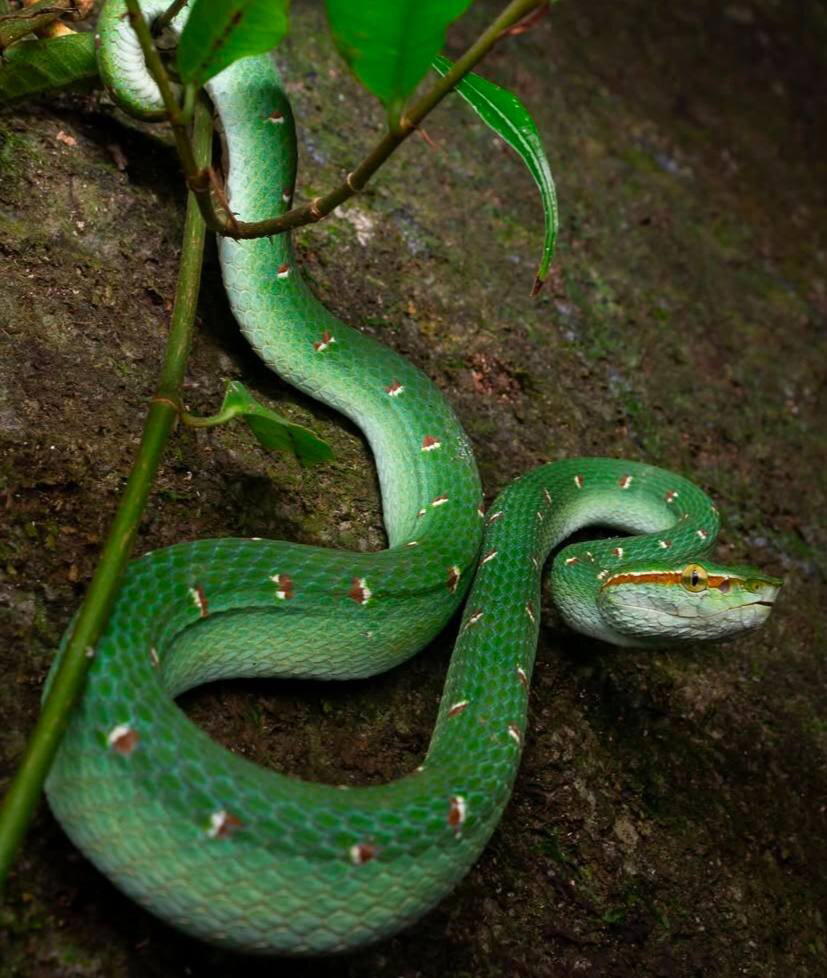 Tropidolaemus wagleri, также известная как храмовая куфия
