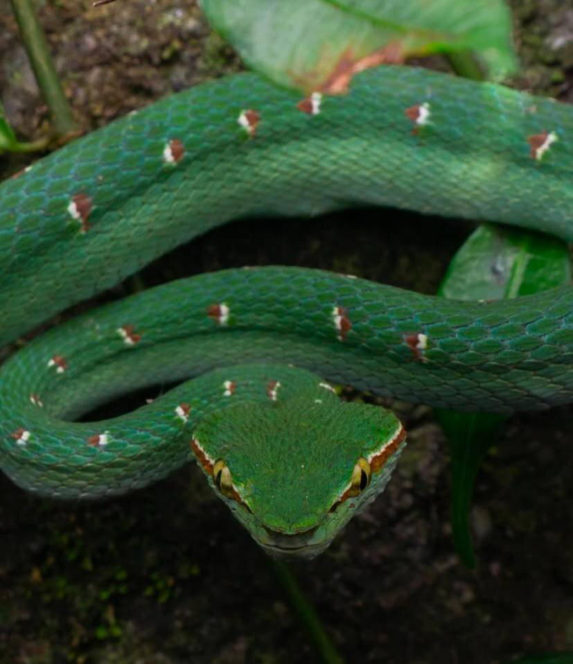 Tropidolaemus wagleri, также известная как храмовая куфия