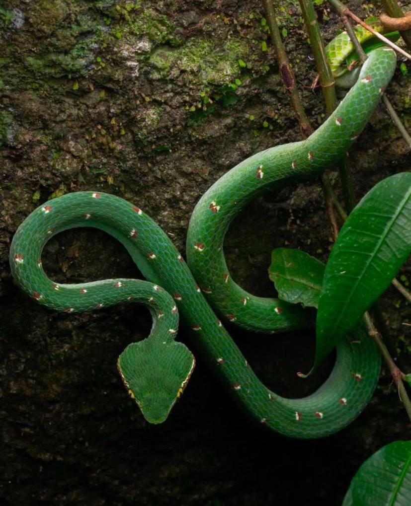 Tropidolaemus wagleri, также известная как храмовая куфия