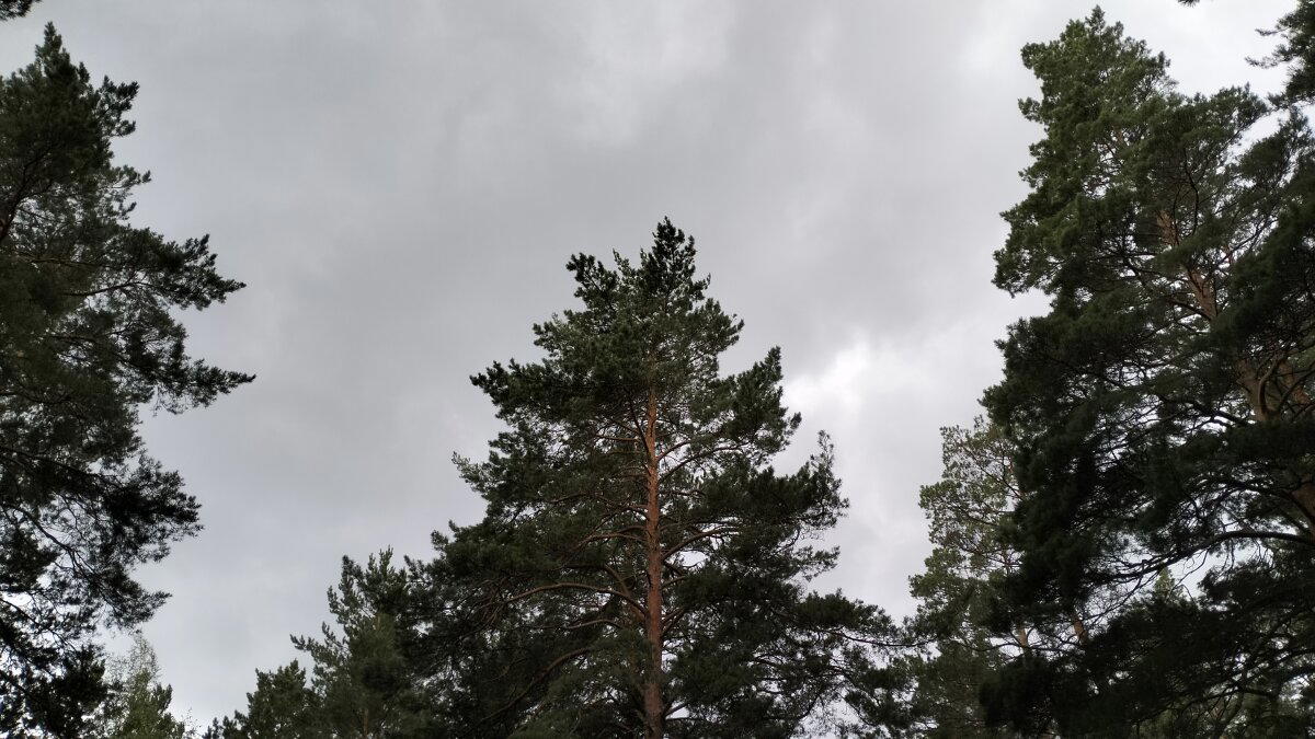 Хорошо в лесу