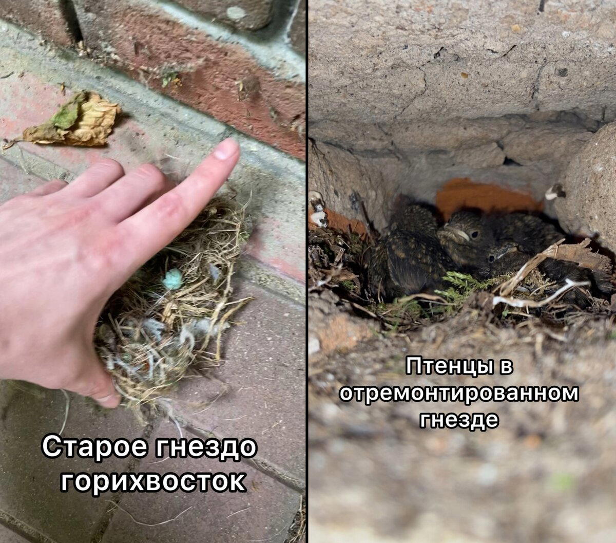 Дети вытащили гнездо с птенцами и бросили на бетон. Я (учитель биологии) пришёл разбираться
