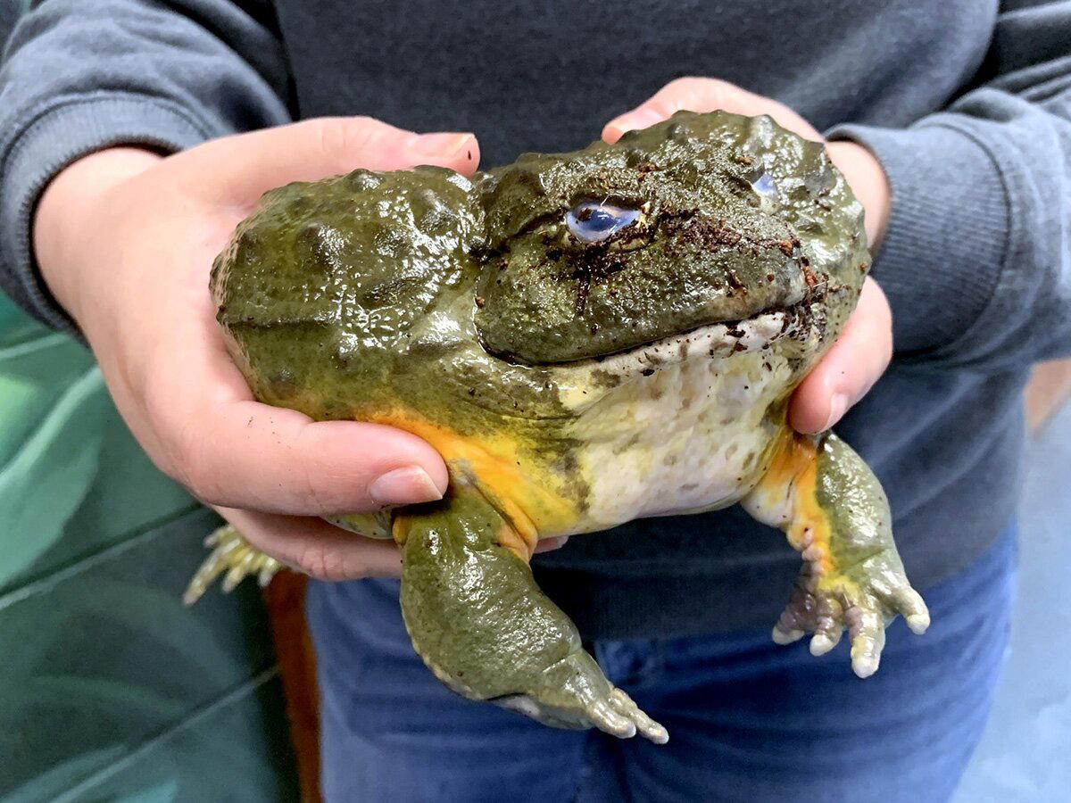 Крапчатая роющая лягушка (Pyxicephalus adspersus)