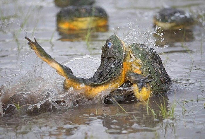 Крапчатая роющая лягушка (Pyxicephalus adspersus)