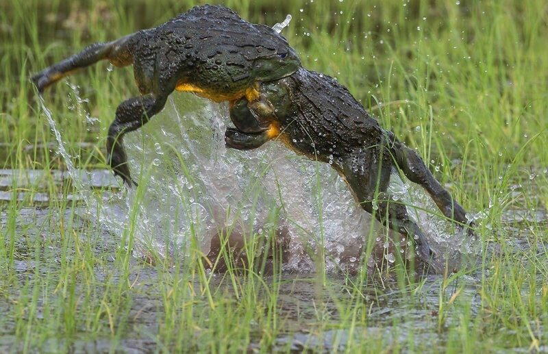 Крапчатая роющая лягушка (Pyxicephalus adspersus)